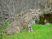 bobcat