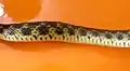 Body of checkered keelback