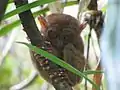 Tarsier in Bohol, Philippines.