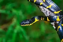 Mangrove snake