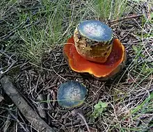 Cut mushroom (Neoboletus luridiformis) revealing blue flesh