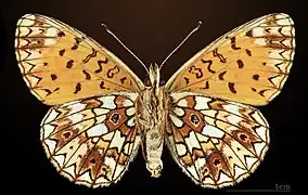 Ventral side