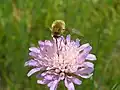 Bombylius- note the proboscis