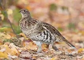 Ruffed grouse, found in northeastern Minnesota