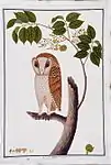 An Oriental bay owl (Phodilus badius; Malay burung hantu ("ghost bird")), perched on an angsana tree (Pterocarpus indicus). The illustration of the owl is highly idealized, as each feather is shown in place and separated from the others.