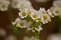 Shortlobe phacelia with white corolla