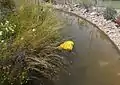 A life jacket floats in the water at the UNHCR Border Control garden, 2016's Best Conceptual Garden