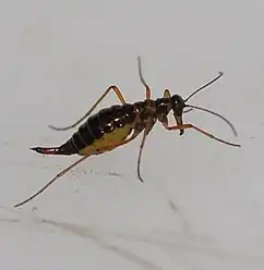 The snow scorpionfly Boreus hyemalis on snow