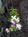 the rare Imlay Boronia near the mountain's summit