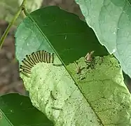 Young larvae feeding on Sclerocroton integerrimus