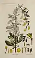 botanical illustration of berberus serotina (barberry) and its parts