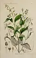 botanical illustration of Philadelphus acuminatus (mock orange) and its parts