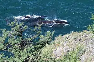 Whales swimming in the Lindholm Strait of the Shantar Islands, in the northwestern Sea of Okhotsk