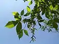 Leaves and fruit