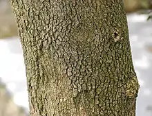 Bark of B. sempervirens 'Arborescens'