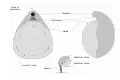 Brachiopod morphology