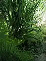 Wildlife pond for children, with flag leaves.