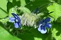 Closeup of green alkanet (pentaglottis sempervirens)