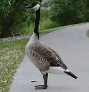 Canada goose