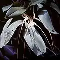 Brassia caudata