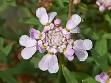 Iberis umbellata (Brassicaceae)