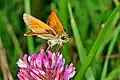 Small skipper(Germany 2009)