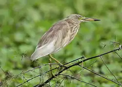 Pond Heron spotted at Kavalam