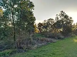 A bushland in the park's southern vicinity.