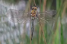 Brilliant emerald (Somatochlora metallica) teneral male.jpg