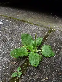 Growing in crack in sidewalk