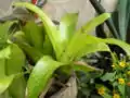 Bromeliad11