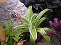 Bromeliad16