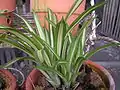 Bromeliad20