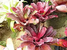 Bromeliad3