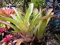 Bromeliad4