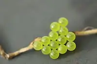 A cluster of 13 small spherical eggs glued together on a twig. Visible through each are the pair of eyes of the developing embryos, except for an unfertilized egg.