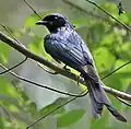 At Narendrapur near Kolkata, West Bengal, India