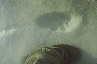 Tracks of a Canada lynx in snow