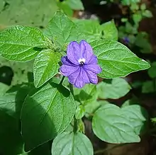 Flower and foliage of Browallia americana, wild plant, Costa Rica.