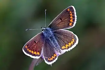 female A. a. agestis, UK