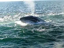 A surface-feeding Bryde's Whale is spotted in the Hauraki Gulf Marine Park