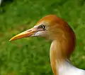 Cattle egret