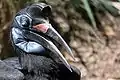 The species has long eyelashes as seen on this female identified by a blue throat pouch.