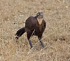 Juvenile bird with pale facial skin