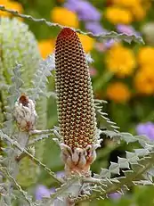 An opening inflorescence bud at left, which will develop like the one to its right