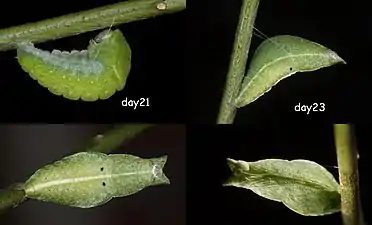 Chrysalis