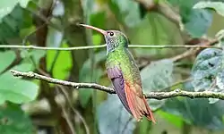 Buff-bellied Hummingbird (Amazilia yucatanensis), Sabal Palm Bird Sanctuary (21 September 2015).