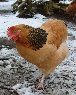 Buff hen in winter