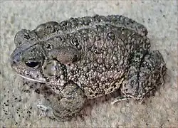 A brown frog with warty skin