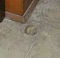 A floor mounted doorstop